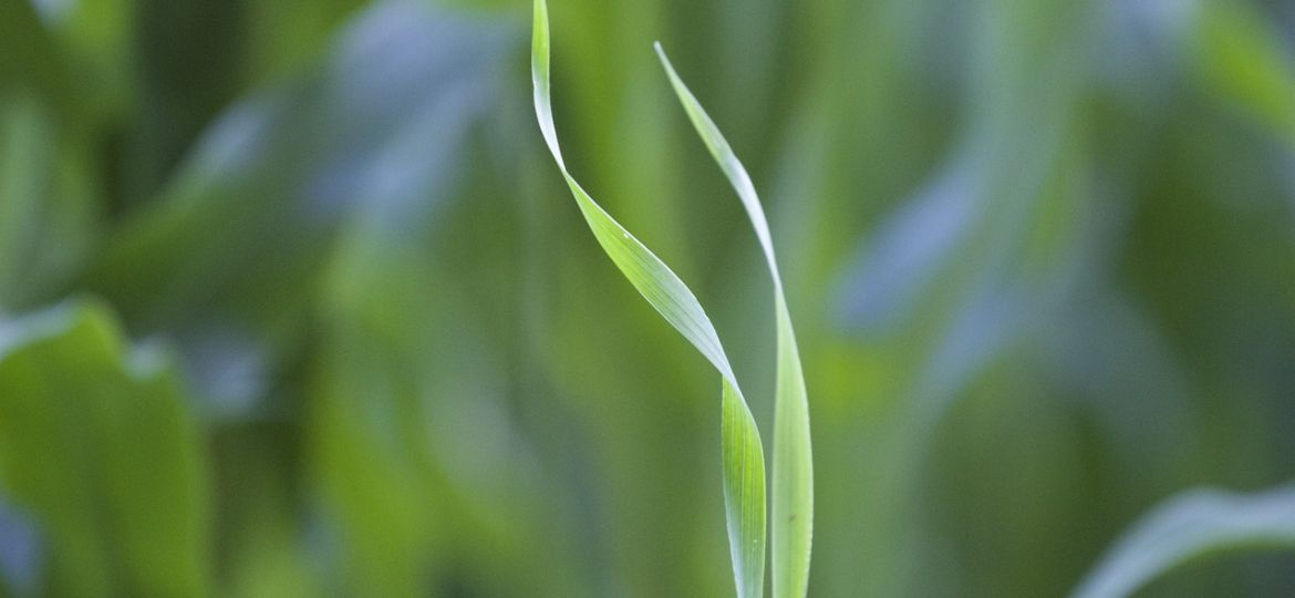 blade-of-grass-2178611_1280