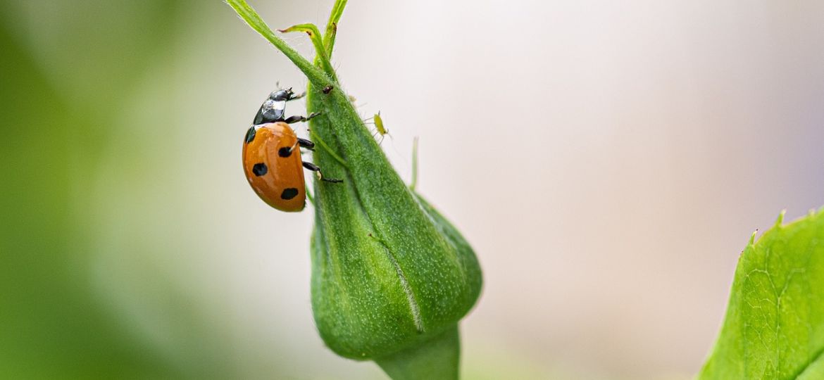 ladybug-7271402_1280